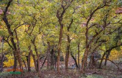 Cottonwood Trees in Zion National Park 252