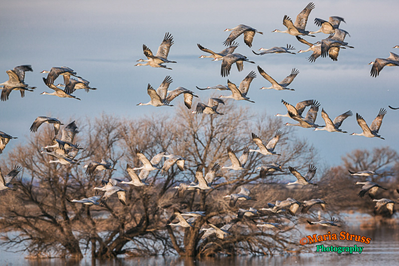 THE SANDHILL CRANES OF WHITEWATER DRAW REFUGE