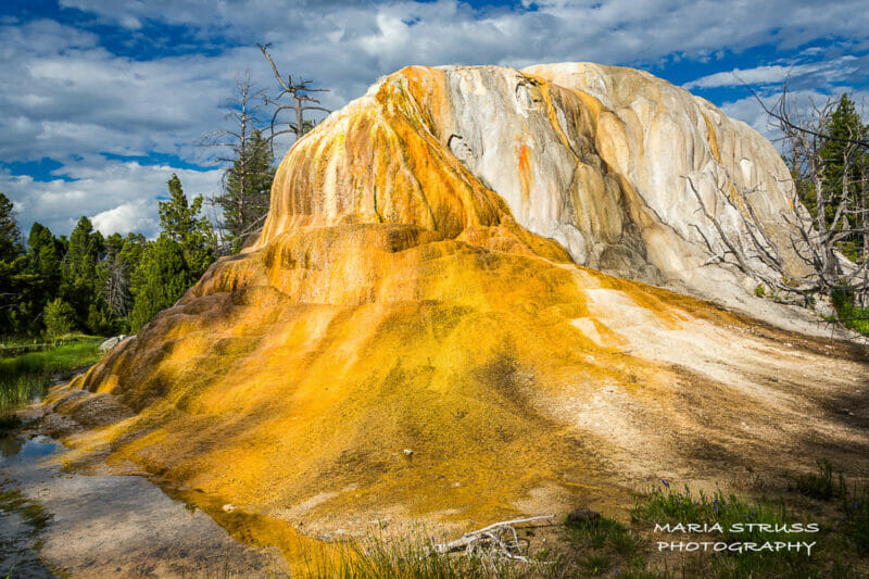 a photo of Orange Mound Springs in Yellowstone National Park's Mammoth Hot Springs area