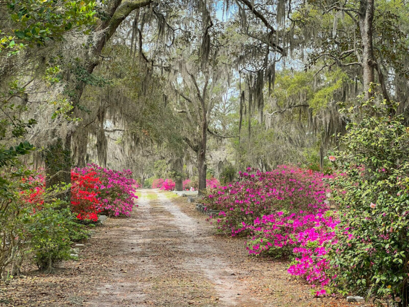 photo of a dirt road in Bonaventure Cemetery lines with azaleas
