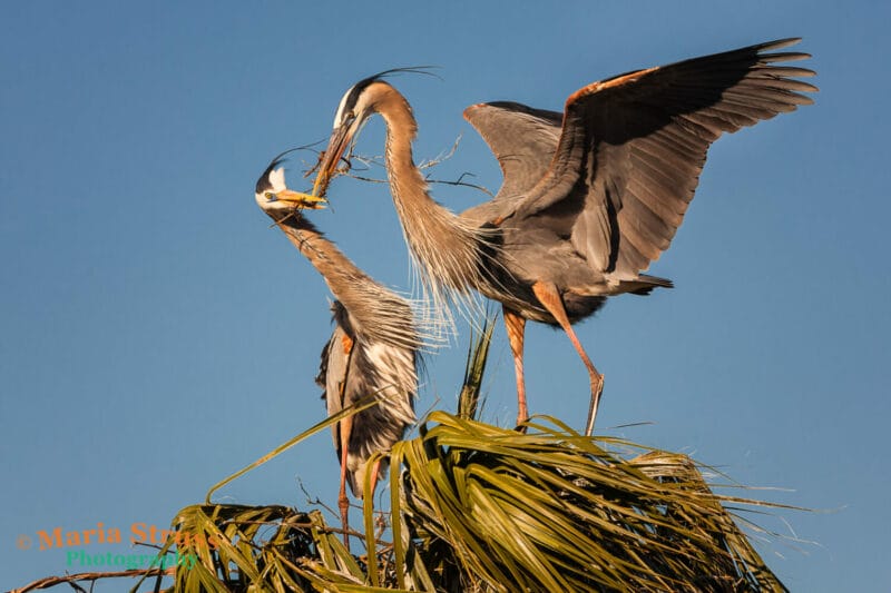 A FEATHERED ROUTE- FLORIDA’S TOP 13 BIRDING HOTSPOTS FOR PHOTOGRAPHERS