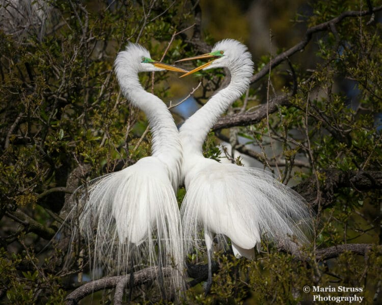 a photo of a great egret pair beak to beak during breeding season