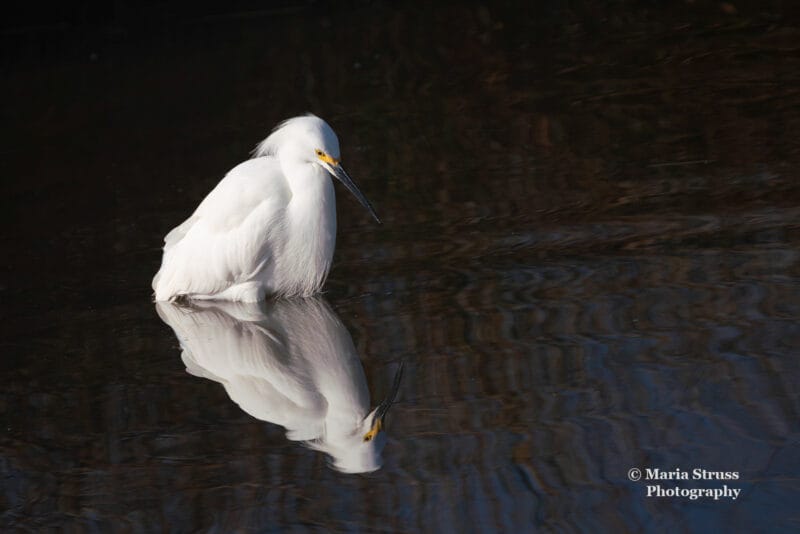 Picture of a snowy egret reflection with a dark background.